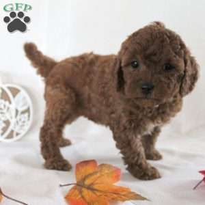 Brittany, Cavapoo Puppy